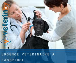 Urgence vétérinaire à Cambridge