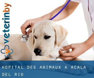 Hôpital des animaux à Acalá del Río