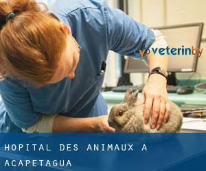 Hôpital des animaux à Acapetagua
