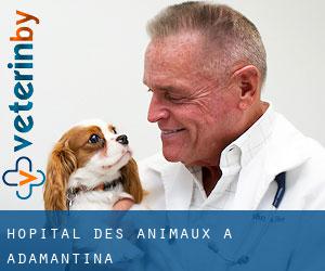 Hôpital des animaux à Adamantina