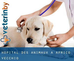 Hôpital des animaux à Africo Vecchio