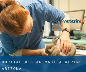 Hôpital des animaux à Alpine (Arizona)