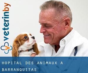 Hôpital des animaux à Barranquitas