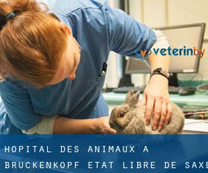 Hôpital des animaux à Brückenkopf (État libre de Saxe)