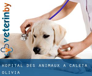 Hôpital des animaux à Caleta Olivia