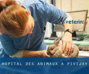 Hôpital des animaux à Pivijay