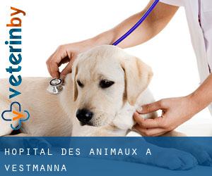 Hôpital des animaux à Vestmanna Hôpital des animaux à Vestmanna
