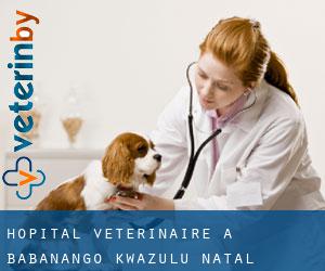 Hôpital vétérinaire à Babanango (KwaZulu-Natal)