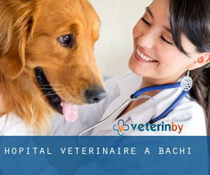 Hôpital vétérinaire à Bachi