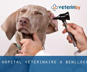Hôpital vétérinaire à Benlloch