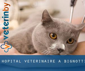 Hôpital vétérinaire à Bignotti