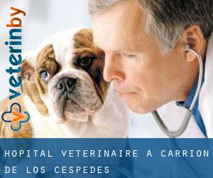 Hôpital vétérinaire à Carrión de los Céspedes