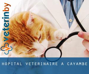 Hôpital vétérinaire à Cayambe