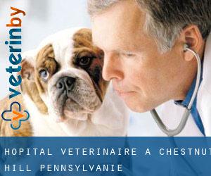 Hôpital vétérinaire à Chestnut Hill (Pennsylvanie)