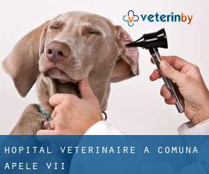 Hôpital vétérinaire à Comuna Apele Vii