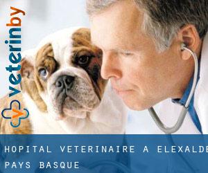 Hôpital vétérinaire à Elexalde (Pays Basque)