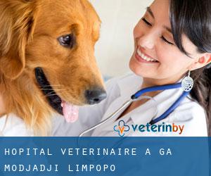 Hôpital vétérinaire à Ga-Modjadji (Limpopo)