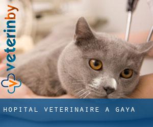 Hôpital vétérinaire à Gaya