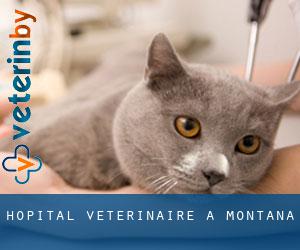 Hôpital vétérinaire à Montana