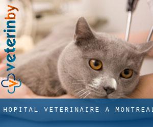 Hôpital vétérinaire à Montréal