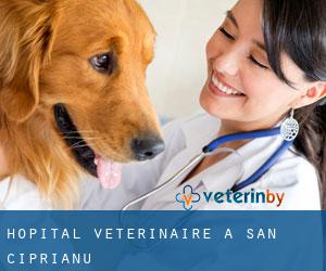 Hôpital vétérinaire à San Ciprianu