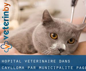 Hôpital vétérinaire dans Caylloma par municipalité - page 1