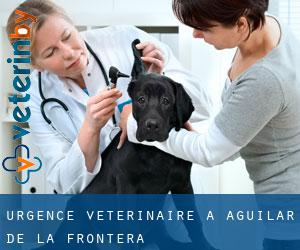 Urgence vétérinaire à Aguilar de la Frontera