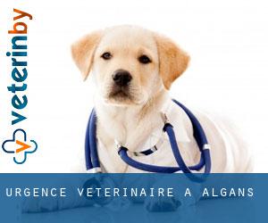 Urgence vétérinaire à Algans