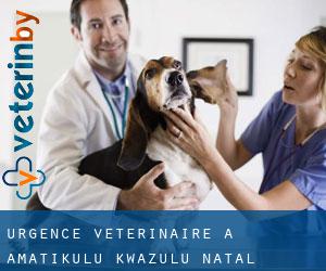 Urgence vétérinaire à aMatikulu (KwaZulu-Natal)
