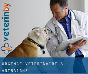 Urgence vétérinaire à Antraigne