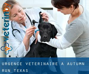 Urgence vétérinaire à Autumn Run (Texas)