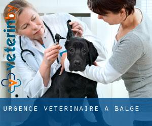 Urgence vétérinaire à Balge