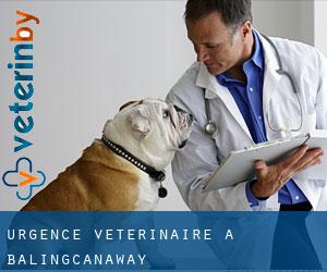 Urgence vétérinaire à Balingcanaway