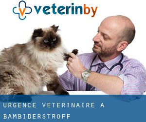 Urgence vétérinaire à Bambiderstroff