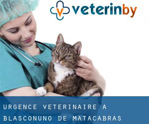 Urgence vétérinaire à Blasconuño de Matacabras