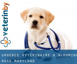 Urgence vétérinaire à Blooming Rose (Maryland)