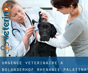 Urgence vétérinaire à Bolanderhof (Rhénanie-Palatinat)