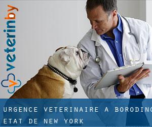 Urgence vétérinaire à Borodino (État de New York)