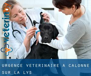 Urgence vétérinaire à Calonne-sur-la-Lys