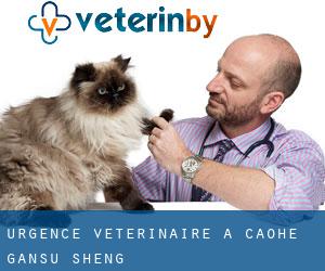 Urgence vétérinaire à Caohe (Gansu Sheng)