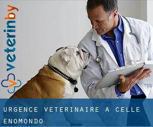 Urgence vétérinaire à Celle Enomondo