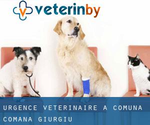 Urgence vétérinaire à Comuna Comana (Giurgiu)