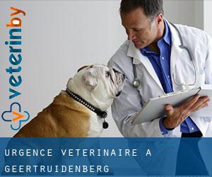 Urgence vétérinaire à Geertruidenberg