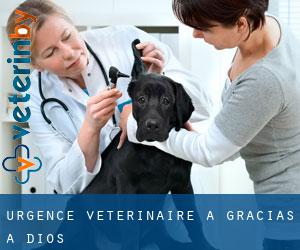 Urgence vétérinaire à Gracias a Dios