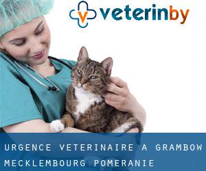 Urgence vétérinaire à Grambow (Mecklembourg-Poméranie)