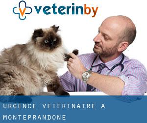 Urgence vétérinaire à Monteprandone