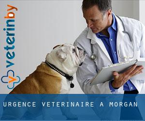 Urgence vétérinaire à Morgan