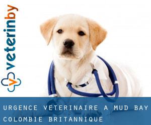 Urgence vétérinaire à Mud Bay (Colombie-Britannique)