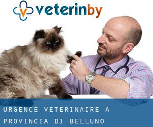 Urgence vétérinaire à Provincia di Belluno