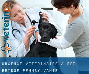 Urgence vétérinaire à Red Bridge (Pennsylvanie)